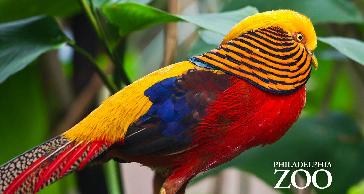 Philadelphia Zoo Dual Gift Membership